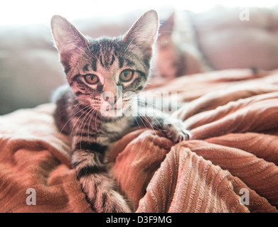 Tre mesi di età tabby striped cucciolo maschio giocando con una coperta Foto Stock