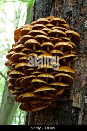 Golden Scalycap, Pholiota aurivella, Strophariaceae. Crescendo su una viva tronco di albero. Foto Stock
