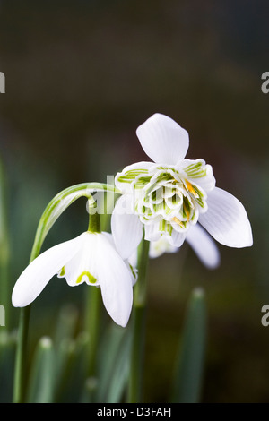 Galanthus nivalis 'Plenus'. Doppio snowdrop crescono nel giardino. Foto Stock