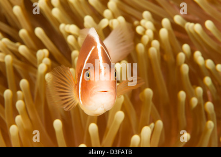 Rosa (Anemonefish Amphiprion perideraion) peaking fuori dell'anemone su un tropical Coral reef in Bali, Indonesia. Foto Stock