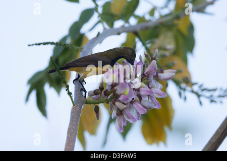 Oliva-backed sunbird (Cinnyris jugularis ornatus), maschio foraggio per il cibo in Bali, Indonesia. Foto Stock