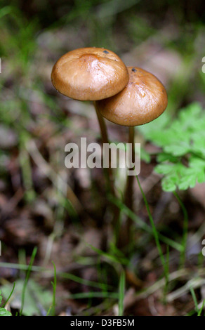 Il radicamento gambo, Xerula radicata (Syn. Oudemansiella radicata), Physalacriaceae. Foto Stock