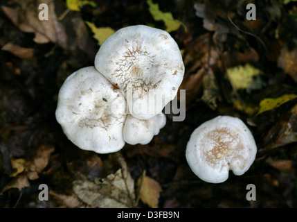 Un cavaliere bianco fungo, Tricholoma stiparophyllum, Tricholomataceae. Foto Stock