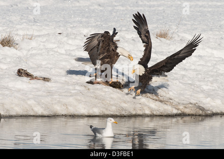 Foto di stock di aquile calve combattimenti. Foto Stock