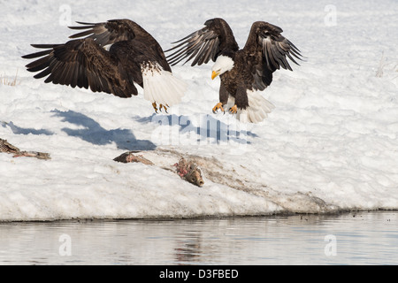 Foto di stock di aquile calve combattimenti. Foto Stock