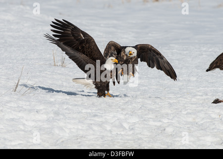 Foto di stock di aquile calve combattimenti. Foto Stock