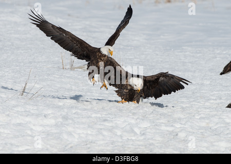 Foto di stock di aquile calve combattimenti. Foto Stock