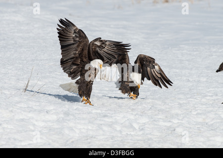 Foto di stock di aquile calve combattimenti. Foto Stock