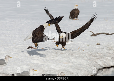 Foto di stock di aquile calve combattimenti. Foto Stock