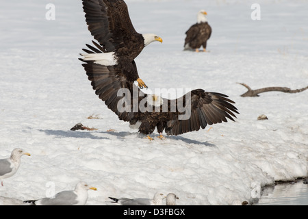 Foto di stock di aquile calve combattimenti. Foto Stock