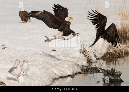 Foto di stock di aquile calve combattimenti. Foto Stock