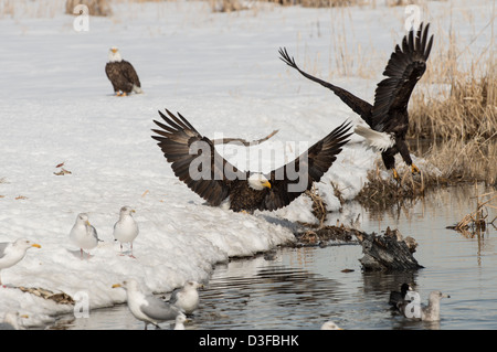 Foto di stock di aquile calve combattimenti. Foto Stock