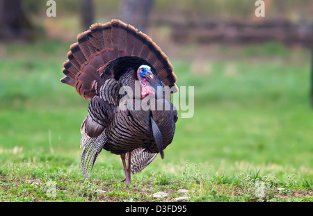 Un selvaggio tom turchia strutting in un campo Foto Stock