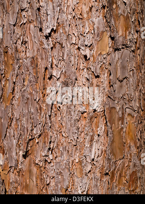 Pino corteccia texture come sfondo preso nel Figlio Suan Kaew Bo, Mae Hong Son nel nord della Thailandia Foto Stock