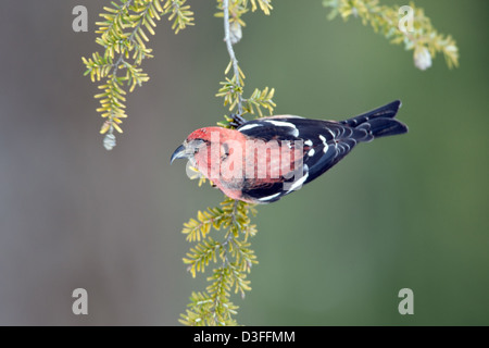 White Winged Crossbill arroccato in Hemlock Tree uccelli songbird songbirds Ornithology Science Nature Wildlife Environment Crossbils Foto Stock