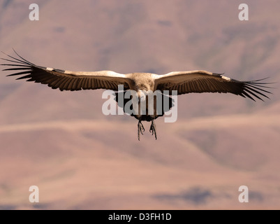 Cape Vulture in volo Foto Stock