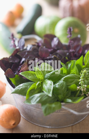 Verde e viola il basilico Foto Stock