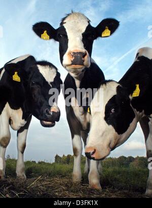 (Dpa) - curiosi e studiosi, tre giovani cattles provare a scoprire che cosa la trattativa è con il Signore che è di scattare una foto in Borstel, Germania, 4 luglio 2003. 1,26 milioni cattles sono state contate sulle aziende agricole dello stato tedesco di Schleswig-Holstein in un censimento dello scorso anno. Questo significa che ci sono quasi la metà di una grande quantità di bestiame che vivono in Schleswig-Holsteins poi ci sono persone. Foto Stock