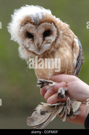 (Dpa) - solo poche settimane vecchio ma in buone condizioni è questa giovane barbagianni seduti sulla mano di un detentore di animali al parco animale Eekholt vicino Grossenaspe, Germania, 8 dicembre 2004. L'animale è stato trovato abbandonato da sua madre ed era prendere cura di dal parco di custodi. Esso sarà rilasciato nel selvaggio in pochi mesi. Foto Stock