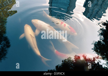 Colore - carpe koi pesci tra le verdi foglie ninfea in stagno giapponese con grattacieli riflessione Foto Stock