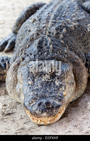 Un alligatore (Alligator mississippiensis) in Everglades, Florida, Stati Uniti d'America Foto Stock