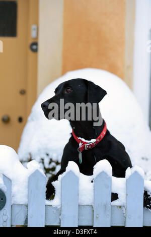 Un Nero Labrador cane si affaccia su un giardino recinto nel villaggio di Badminton, GLOUCESTERSHIRE REGNO UNITO Foto Stock