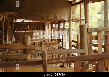 Una penna di capra, abitudine farm Foto Stock