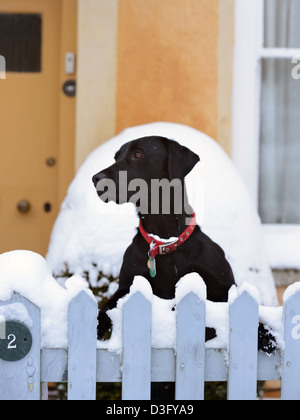 Un Nero Labrador cane si affaccia su un giardino recinto nel villaggio di Badminton, GLOUCESTERSHIRE REGNO UNITO Foto Stock