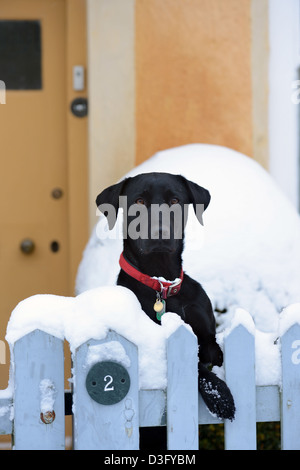 Un Nero Labrador cane si affaccia su un giardino recinto nel villaggio di Badminton, GLOUCESTERSHIRE REGNO UNITO Foto Stock