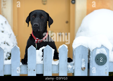 Un Nero Labrador cane si affaccia su un giardino recinto nel villaggio di Badminton, GLOUCESTERSHIRE REGNO UNITO Foto Stock