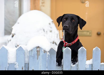 Un Nero Labrador cane si affaccia su un giardino recinto nel villaggio di Badminton, GLOUCESTERSHIRE REGNO UNITO Foto Stock