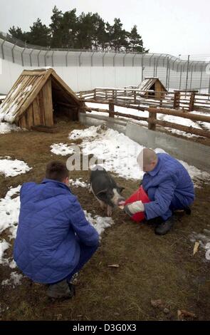 (Dpa) - dietro muri e filo spinato, prigionieri alimentare una panciuta suino nel centro di detenzione a Neustrelitz, Germania, 21 febbraio 2003. 20 prigionieri guardare dopo 24 breeting conigli e la loro prole nonché dopo la pecora da Pommern con lana grezza, capre e panciuta suini. Alcuni degli animali sono razze rare e sono stati donati alla prigione. I prigionieri hanno costruito stabl Foto Stock