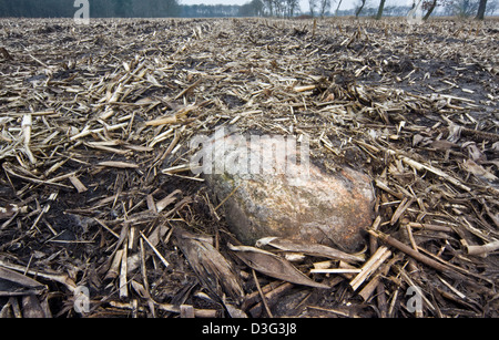 Grande pietra vaganti nel campo di mais in inverno Foto Stock