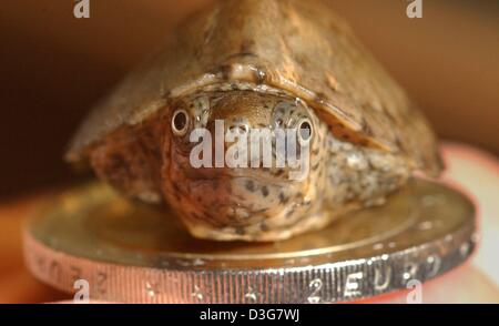 (Dpa) - i pochi giorni hatchling vecchia di un comune muschio tartaruga è seduta su una a 2 euro moneta e guarda un po' molto meravigliato strano fotografo, allo zoo di Francoforte, Germania, 30 ottobre 2003. L'adulto muschio comune tartaruga è una relativamente piccola tartaruga con una lunghezza media di 8 a 14 cm. Foto Stock