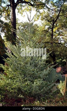 (Dpa) - Una foresta operaio impianti un abete bianco a Berlino, 16 ottobre 2003. L'abete bianco (Abies alba) fu incoronato albero dell'anno 2004. In crescita di dimensioni fino a 65 metri, è il piщ alto albero d'Europa. Foto Stock