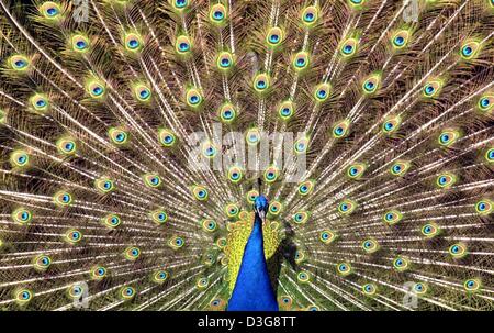 (Dpa file) - un pavone mostra la sua bella piume nel giardino zoologico di Francoforte, Germania, 12 aprile 2001. Secondo la versione online della rivista scienza 'Lavori' dell'Accademia americana delle scienze datato 13 ottobre 2003, gli scienziati cinesi hanno scoperto la colorazione strategie in penne di pavone. Essi hanno scoperto che la corteccia in diversi colori barbules, che contiene un Foto Stock