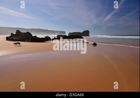 Il Portogallo, Algarve: Cane presso la spiaggia Praia a Tonel in Sagres con marea di declino Foto Stock