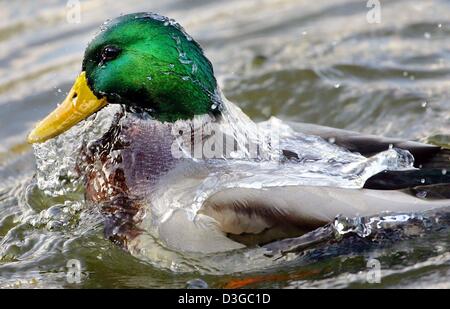 (Dpa) - Un germano reale drake sollevare la propria testa fuori dall'acqua in un lago vicino a Brandeburgo (Germania), 9 ottobre 2004. Il Germano reale è la regione più grande del nuoto di anatra e pesa in media 1.100 grammi. Il maschio di germano reale possono essere identificati facilmente dal suo aspetto colorato. Questi animali hanno una testa verde, una piccola torc bianco e marrone scuro raccolto. La I draghetti' lato inferiore è grigio bianco un Foto Stock