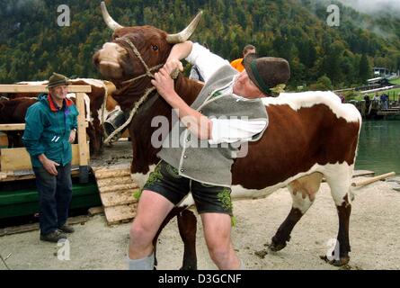 (Dpa) - Contadino Berti tenta di domare una vacca dopo il loro viaggio su due barche che sono state legate insieme (L) per trasportare il bestiame attraverso il lago Koenigssee, Germania meridionale, 9 ottobre 2004. Il bestiame che sono state giornate di pascolo su alpeggi durante l'estate, vengono azionati per loro trimestri invernali. Foto Stock