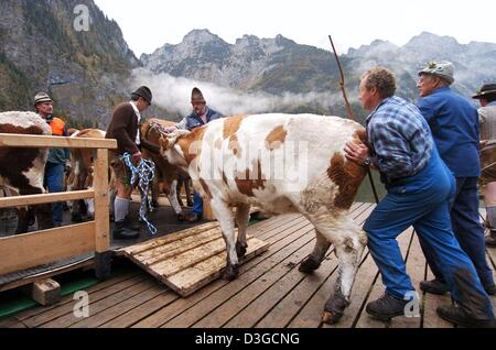 (Dpa) - due agricoltori spingere una vacca su una piattaforma montata su due barche che sono state legate insieme a trasportare bestiame attraverso il lago Koenigssee, Germania meridionale, 9 ottobre 2004. Il bestiame che sono state giornate di pascolo su alpeggi durante l'estate, vengono azionati per loro trimestri invernali. Foto Stock