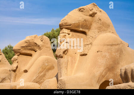 Sfingi. Luxor, Egitto Foto Stock