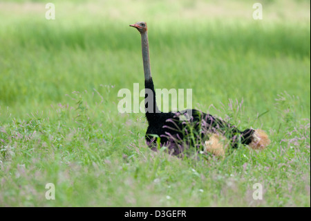 Struzzo somalo (Struthio camelus molybdophanes), il Parco nazionale di Meru, Kenya Foto Stock