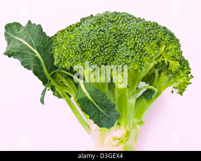 Broccoli freschi, Brassica oleracea var. italica, isolati su sfondo bianco Foto Stock