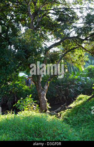Tree on river banks surrounded by tropical plants and shrubs in agujitas river in costa rica Foto Stock
