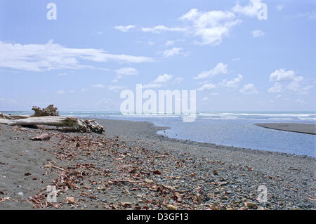 La sirena del fiume e estuario per oceano pacifico sulla penisola di Osa al Corcovado National Park in Costa Rica Foto Stock