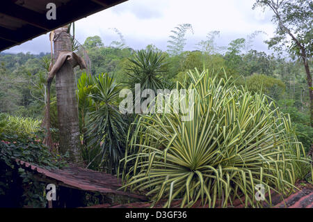 Yucca piante o Yucca filamentosa e palme paese confinante casa nella foresta di pioggia Foto Stock