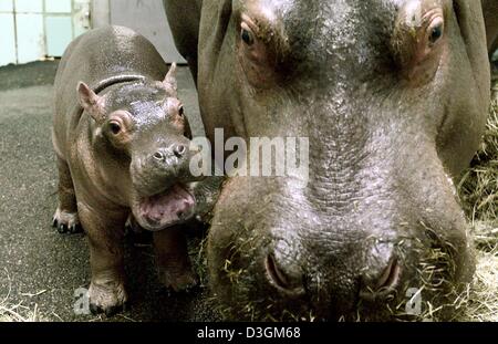 (Dpa) - un ippopotamo baby (L) sorge accanto a sua madre nel contenitore allo zoo di Francoforte, Germania, 08 luglio 2004. La piccola discendenza maschile e solo una settimana di età. Essa è nata dopo un periodo di gestazione di 245 giorni. Foto Stock