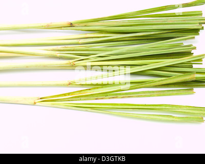 La citronella fresca Foto Stock