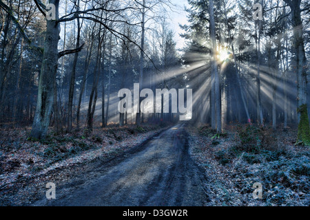 Versando la luce del sole attraverso gli alberi a Forêt de rella, vicino a Vernon, Eure, Alta Normandia, Francia Foto Stock