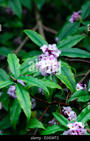 Daphne bholua jacqueline postill closeup impianto ritratti bianco fiori di colore rosa pallido fragrante profumatissimo fiore profumato arbusti inverno Foto Stock